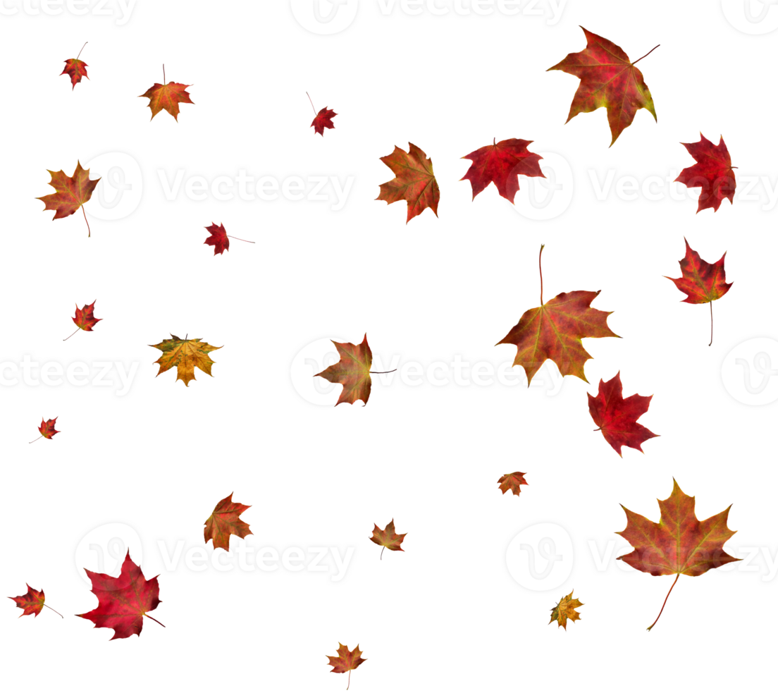 Autumn maple leaves. png