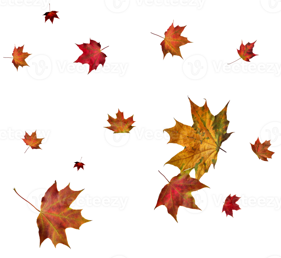 Backdrop with autumn maple leaves png
