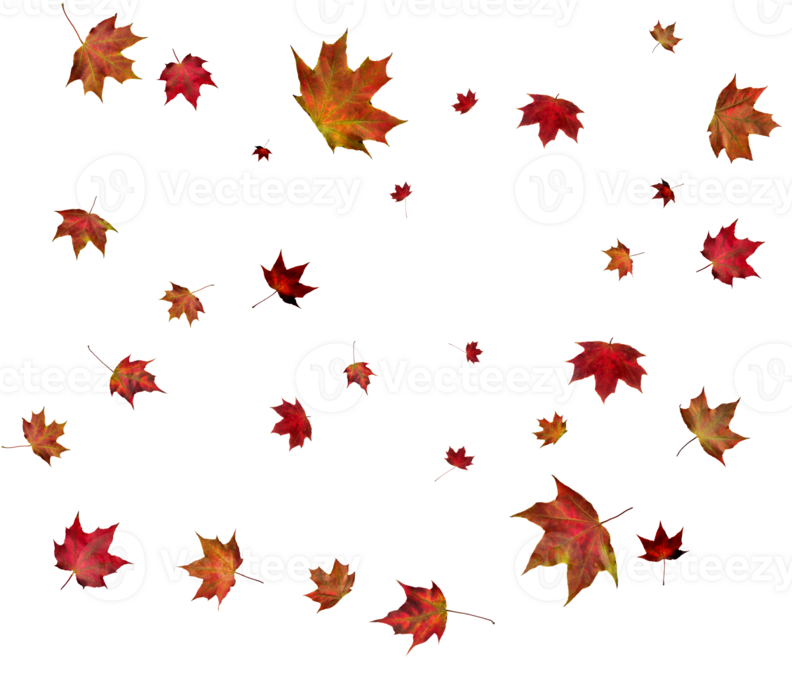 Autumn maple leaves. png