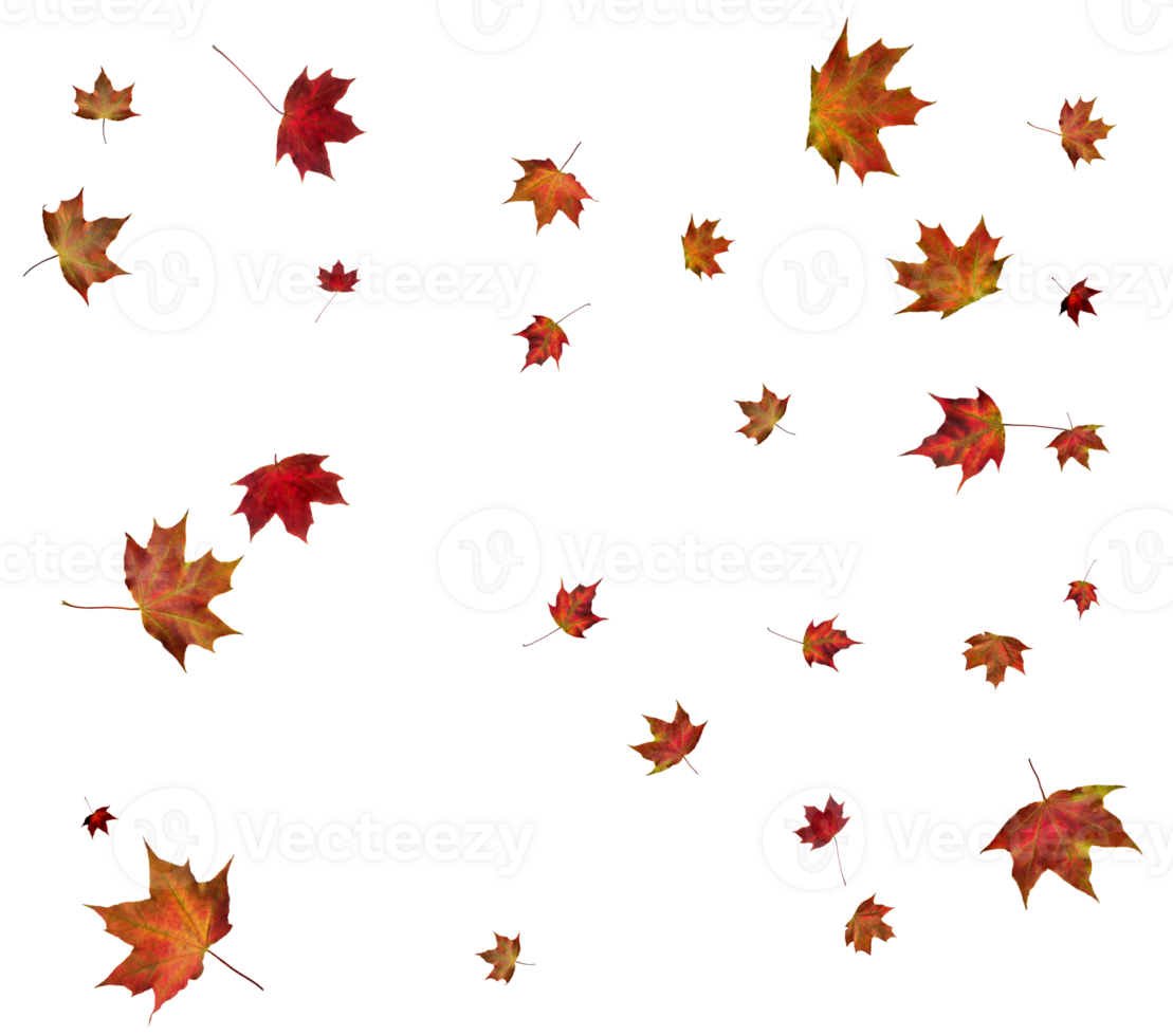 Background with autumn maple leaves. png