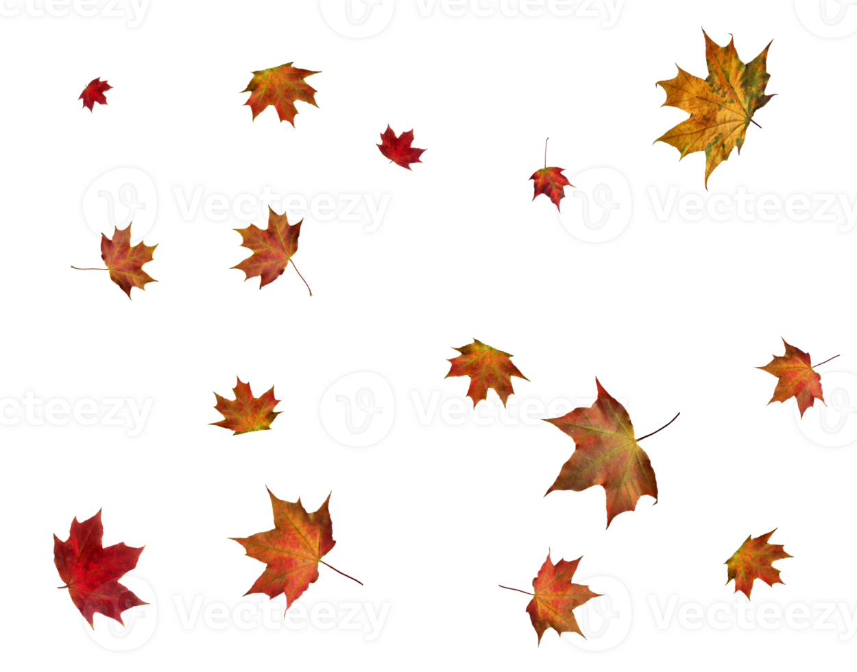 Backdrop with autumn maple leaves png