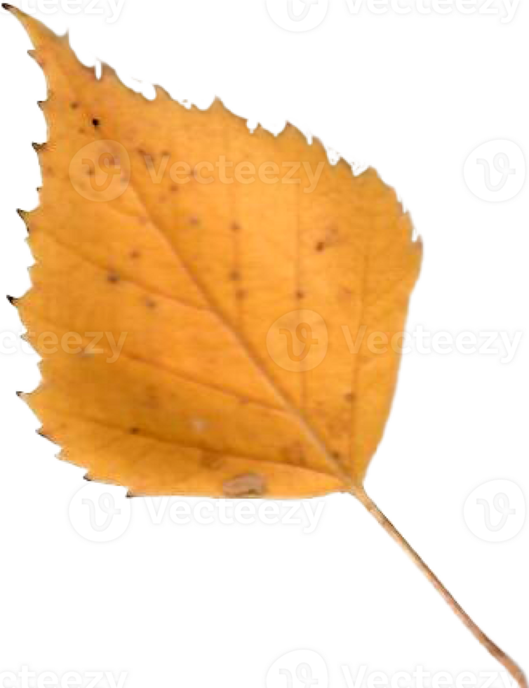 Autumn birch leaf. png