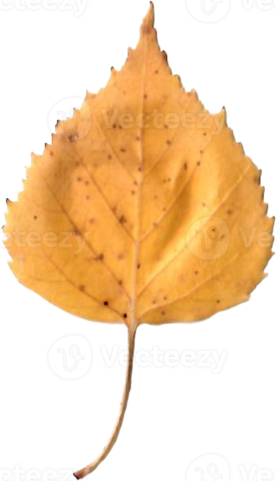 Autumn birch leaf. png