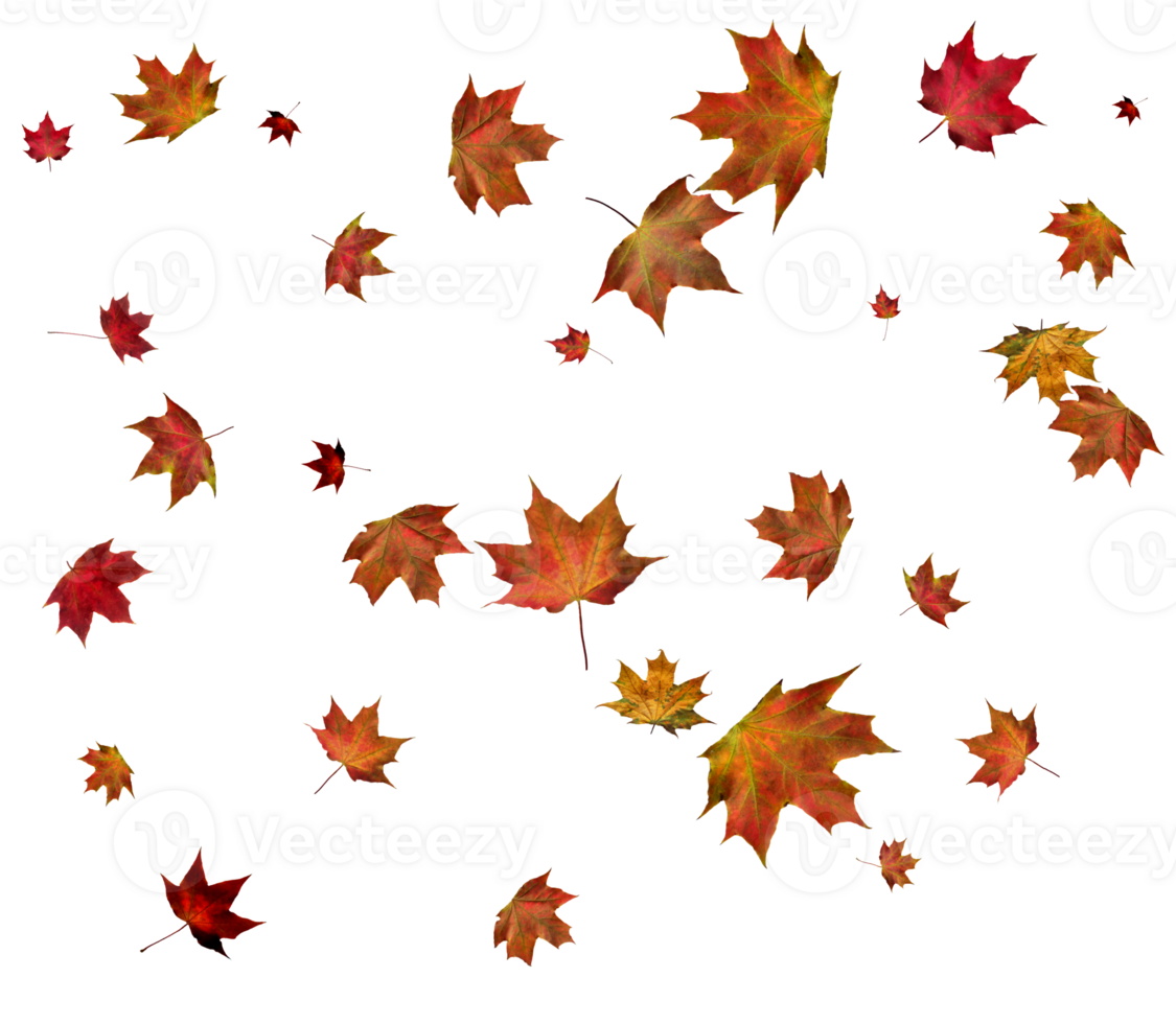 Autumn maple leaves. png
