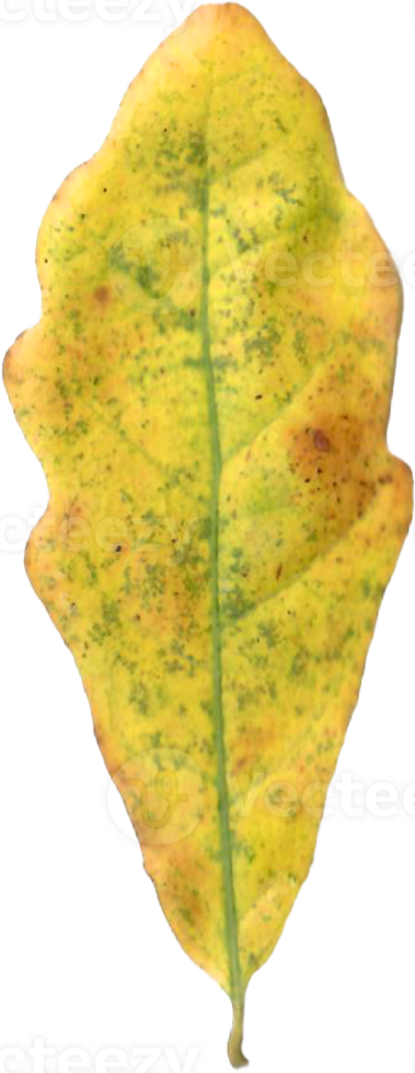 Autumn oak leaf. png
