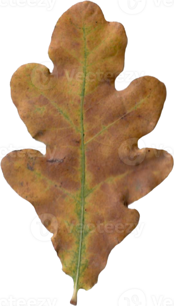Autumn oak leaf. png
