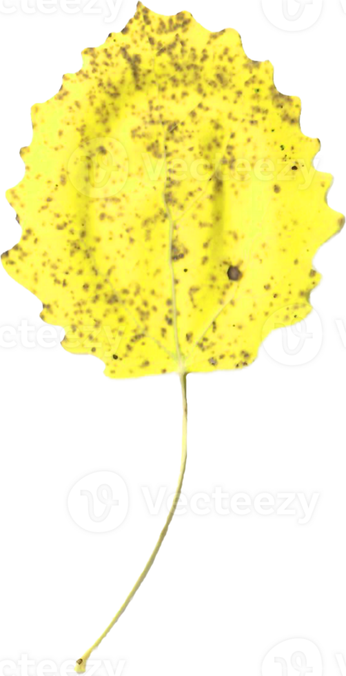 Autumn aspen leaf. png