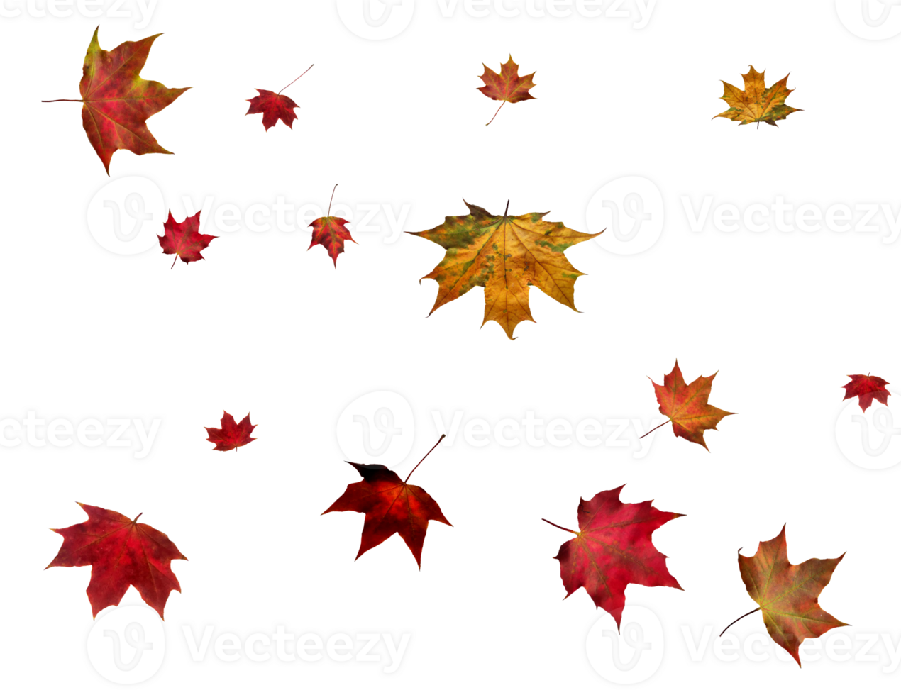Backdrop with autumn maple leaves png