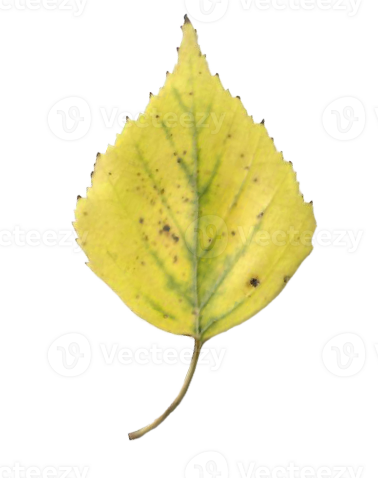 Autumn birch leaf. png