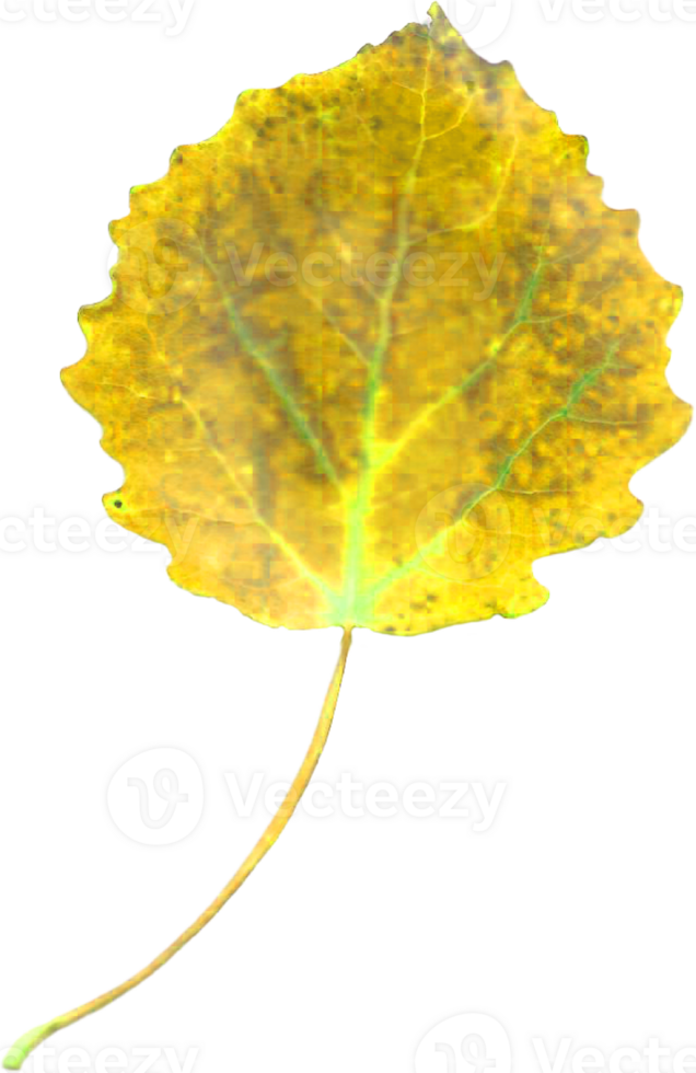 Autumn aspen leaf. png