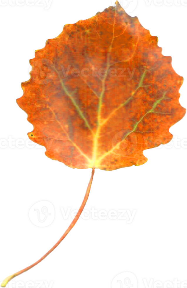 Autumn aspen leaf. png