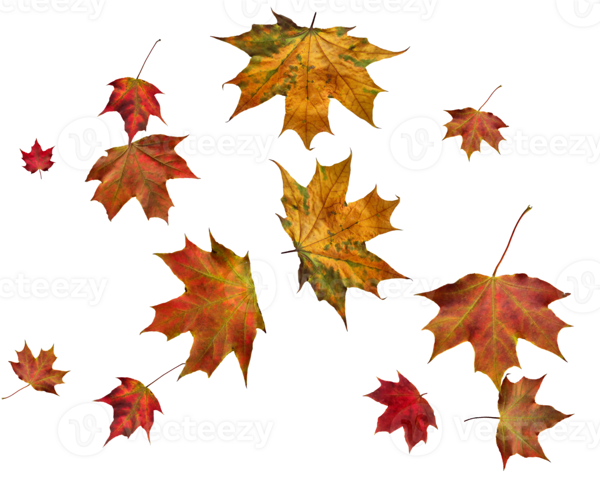 Backdrop with autumn maple leaves png