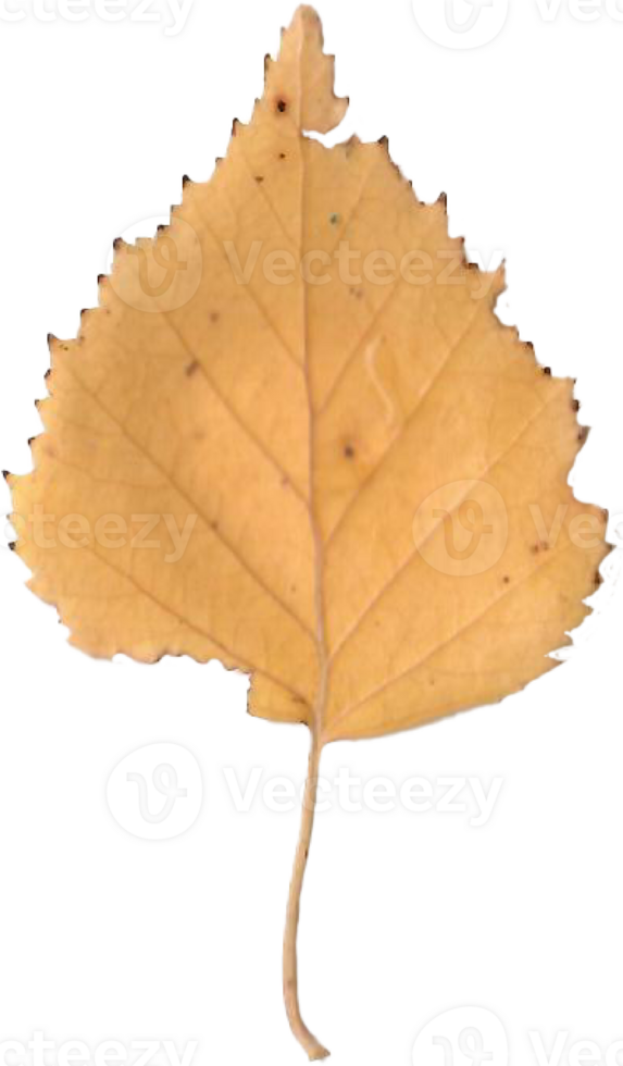 herfst berk blad. png