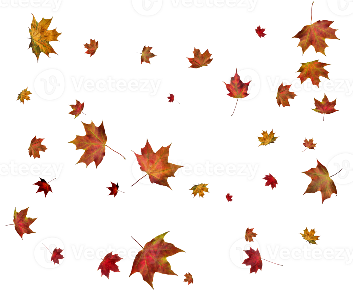 Backdrop with autumn maple leaves png