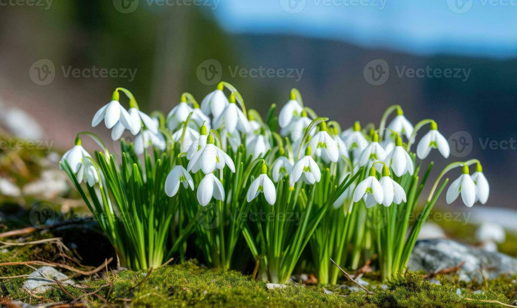 ai generado hermosa campanilla de febrero flores creciente en bosque, de cerca. temprano primavera. selectivo enfocar, bokeh ligero foto