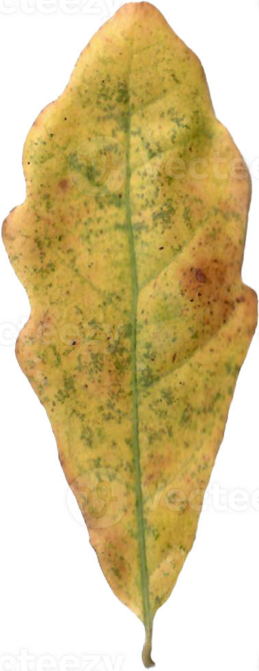 Autumn oak leaf. png