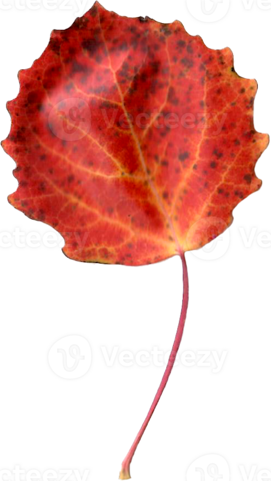 Autumn aspen leaf. png