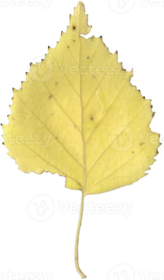 Autumn birch leaf. png