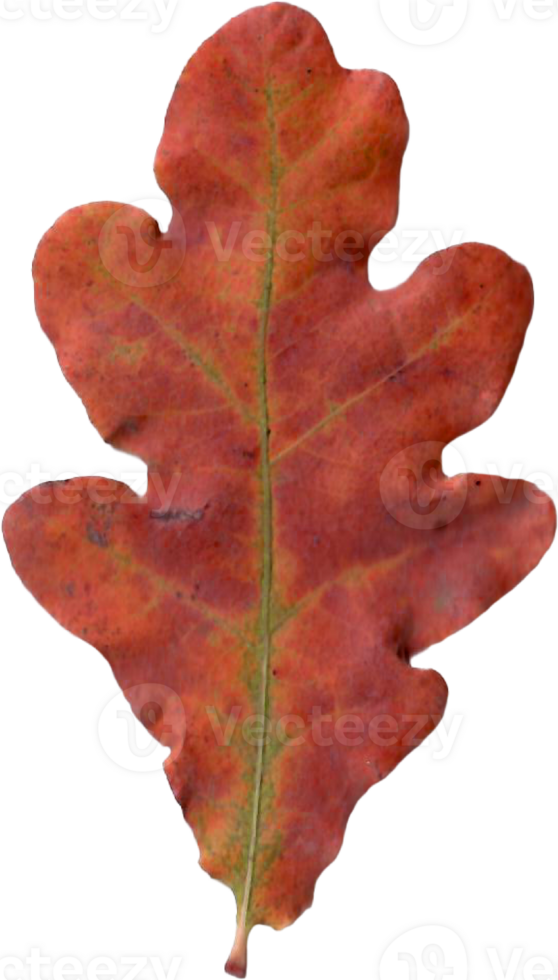 Autumn oak leaf. png