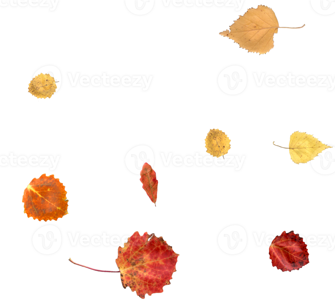 Bright autumn leaves, natural colors. png