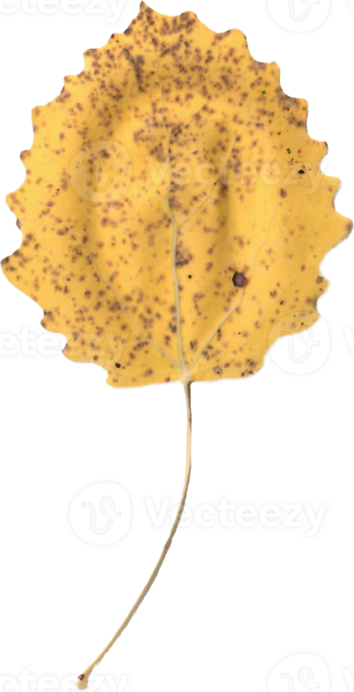 Autumn aspen leaf. png
