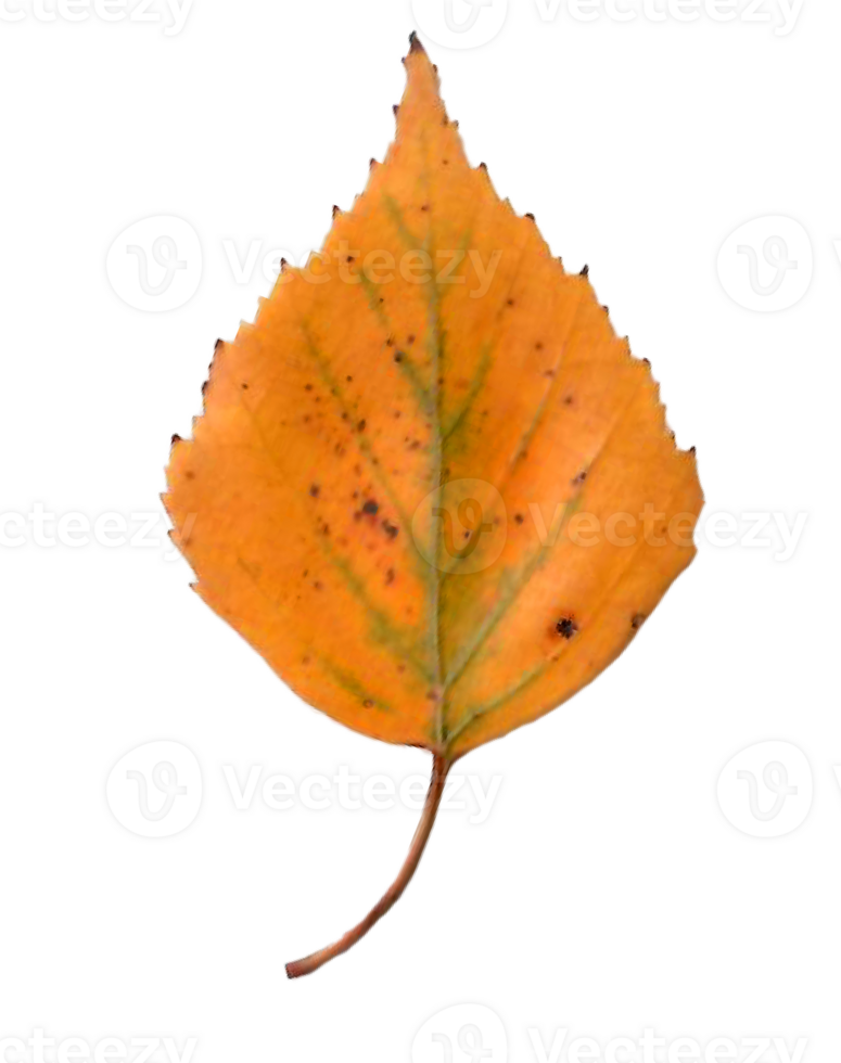 Autumn birch leaf. png