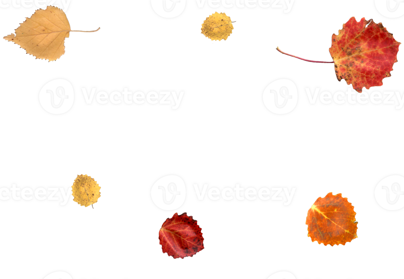 Real autumn leaves in natural colors. png