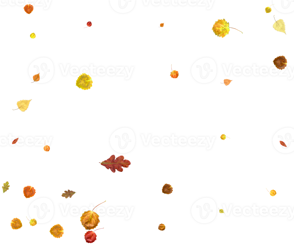 Natural autumn leaves. png