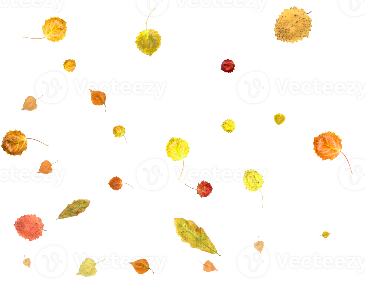 Bright autumn texture from falling natural leaves. png