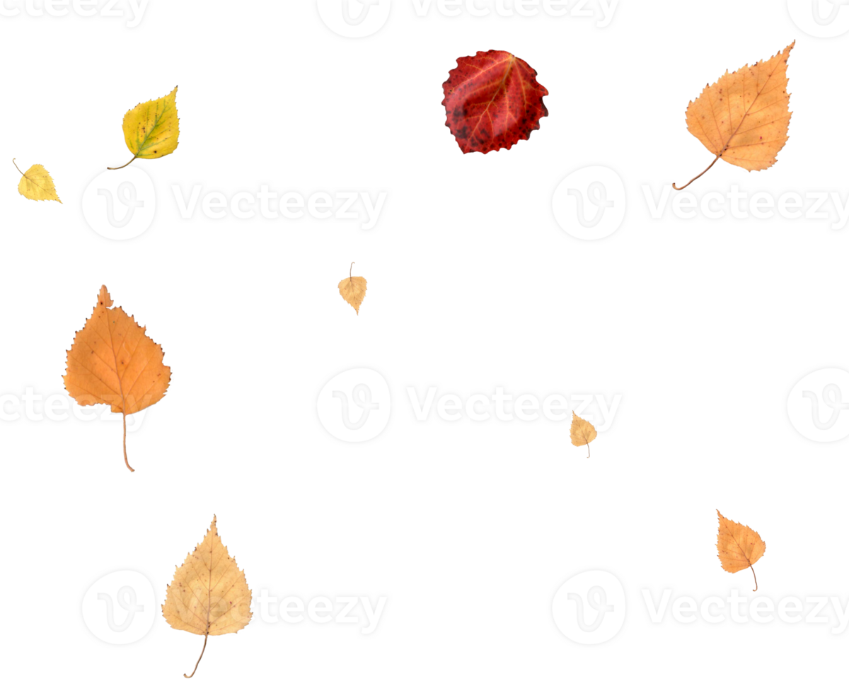 Real autumn leaves in natural colors. png