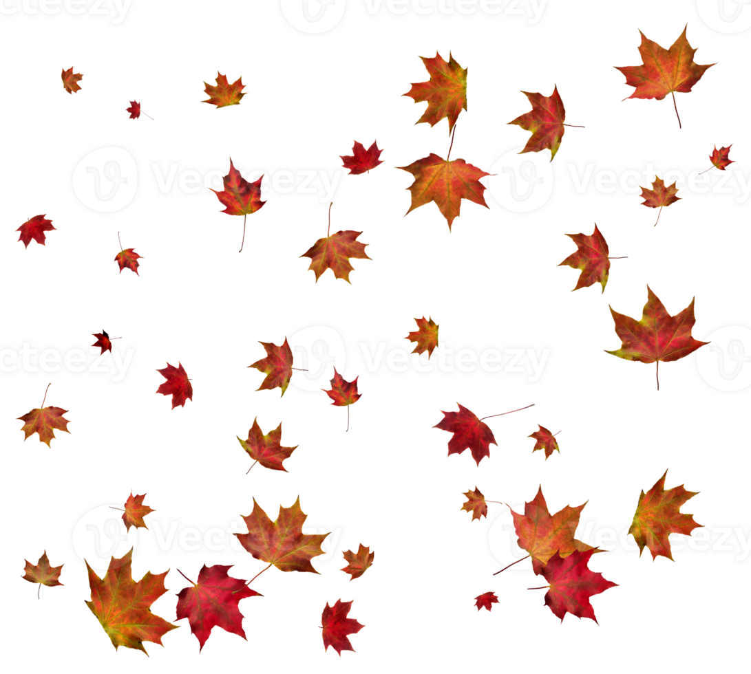 Background with autumn maple leaves. png