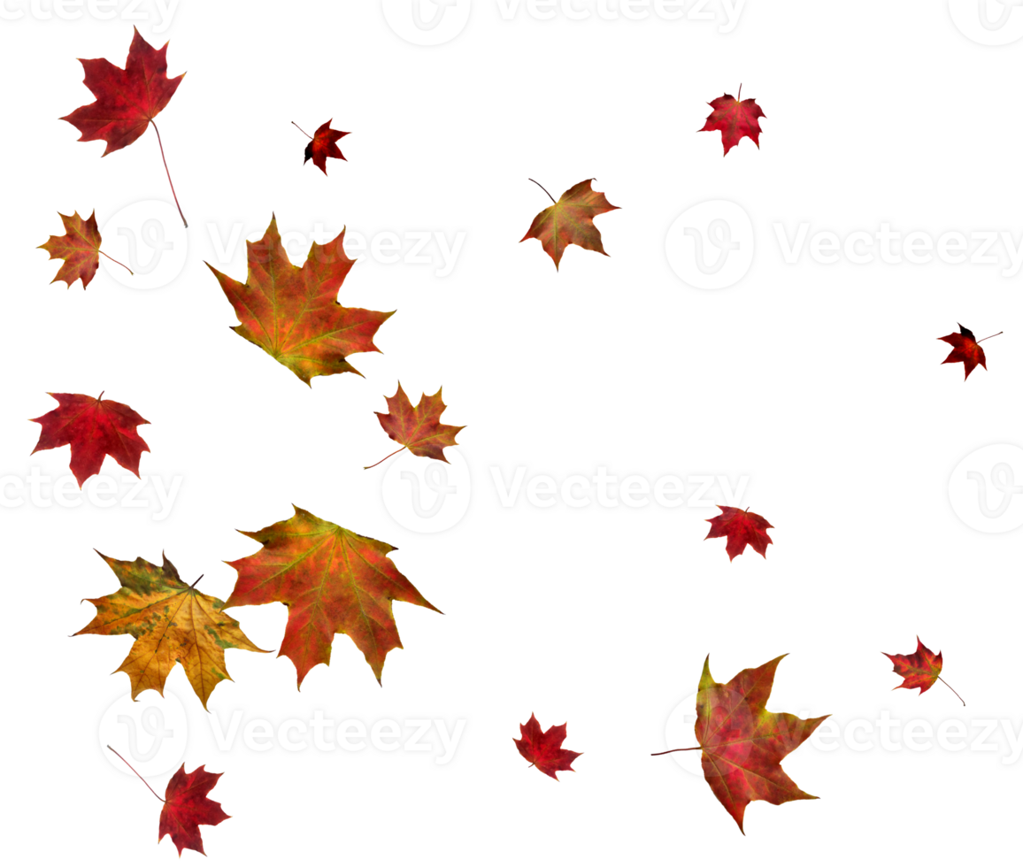 Backdrop with autumn maple leaves png