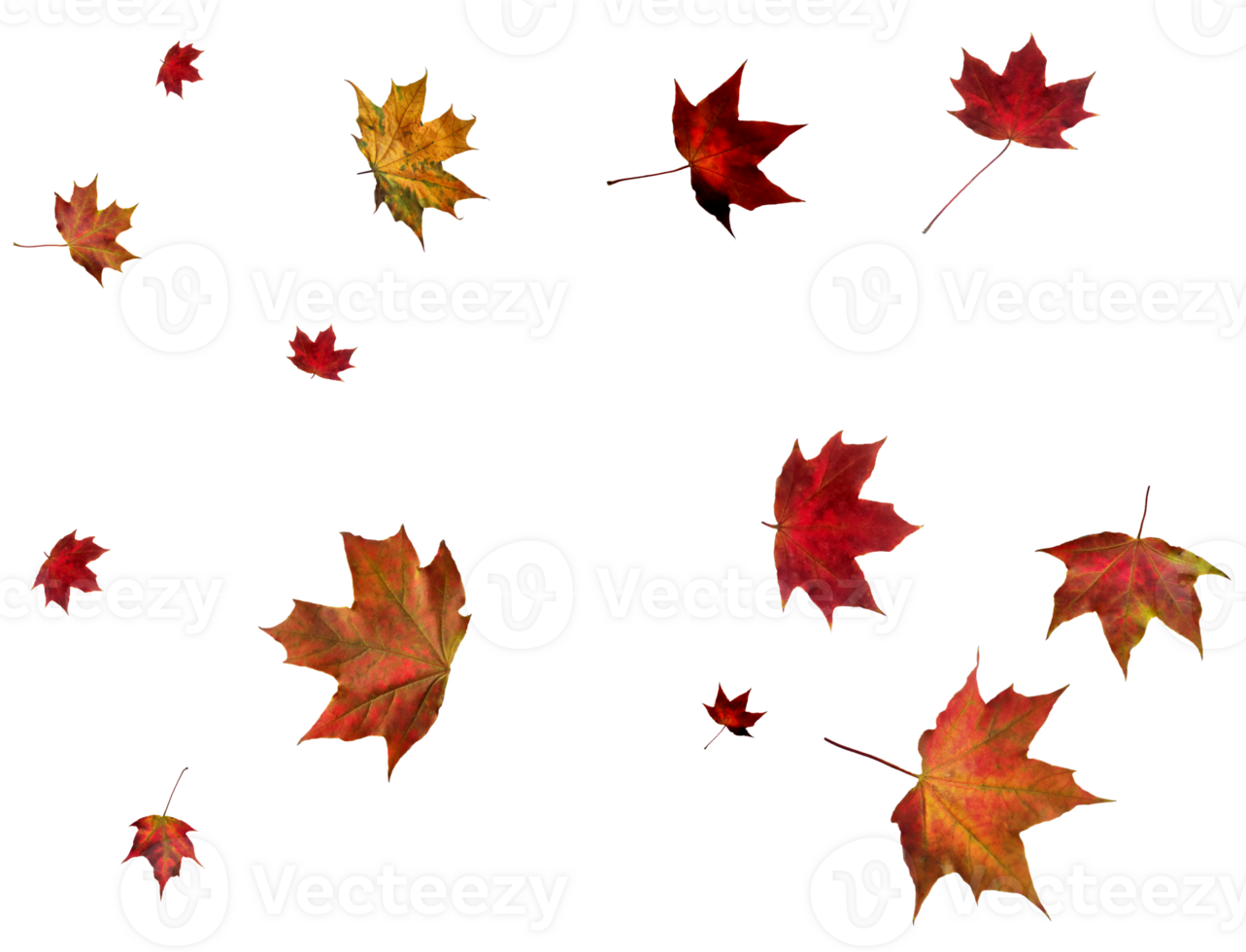 Backdrop with autumn maple leaves png