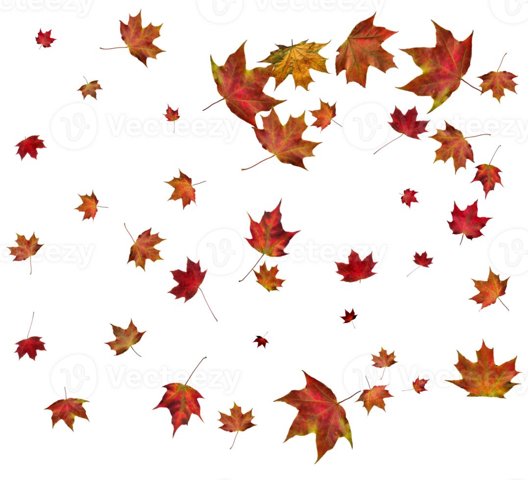 Background with autumn maple leaves. png