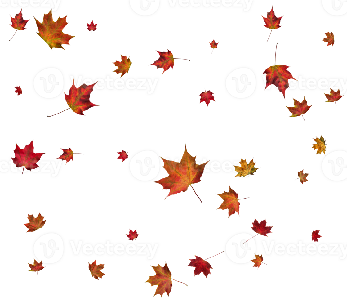 Autumn maple leaves. png