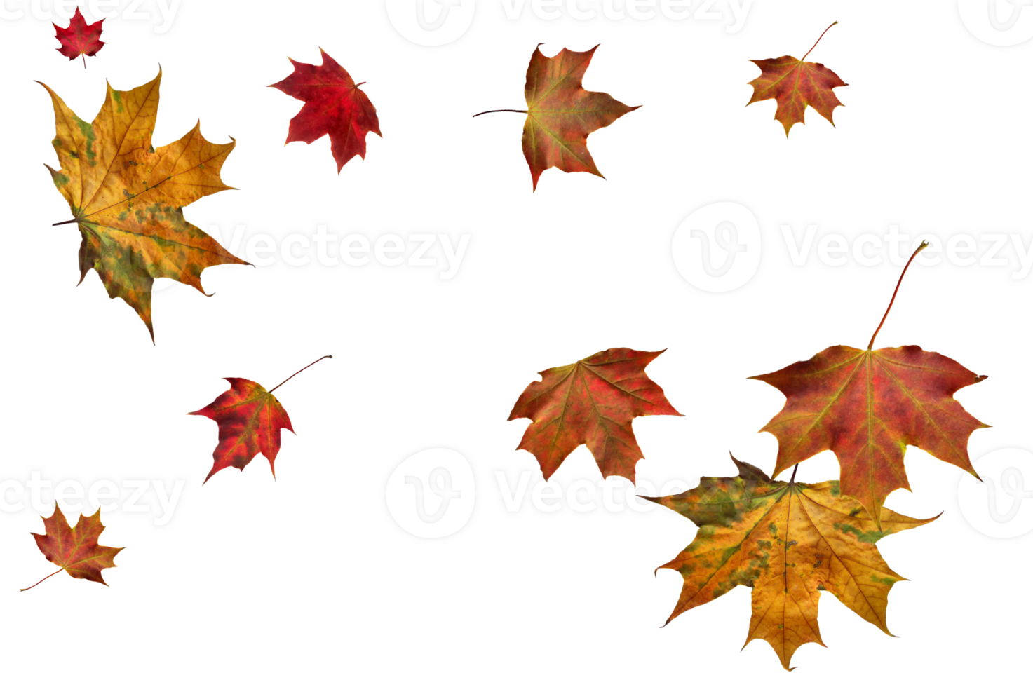 Backdrop with autumn maple leaves png