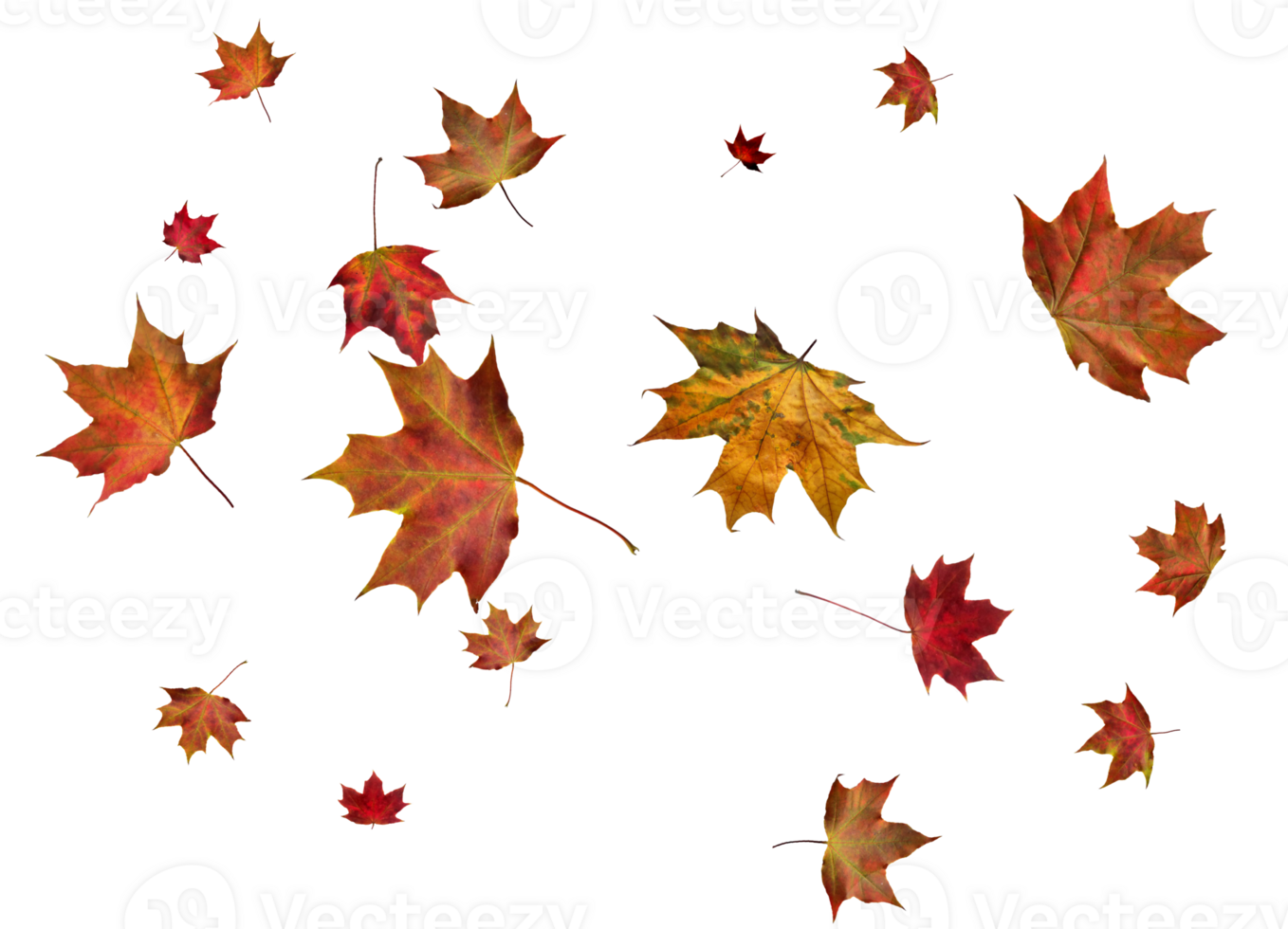 Backdrop with autumn maple leaves png