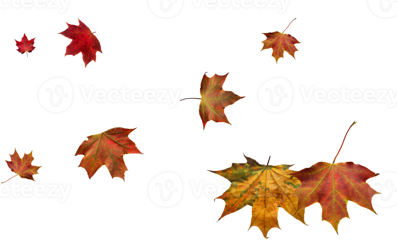 Backdrop with autumn maple leaves png