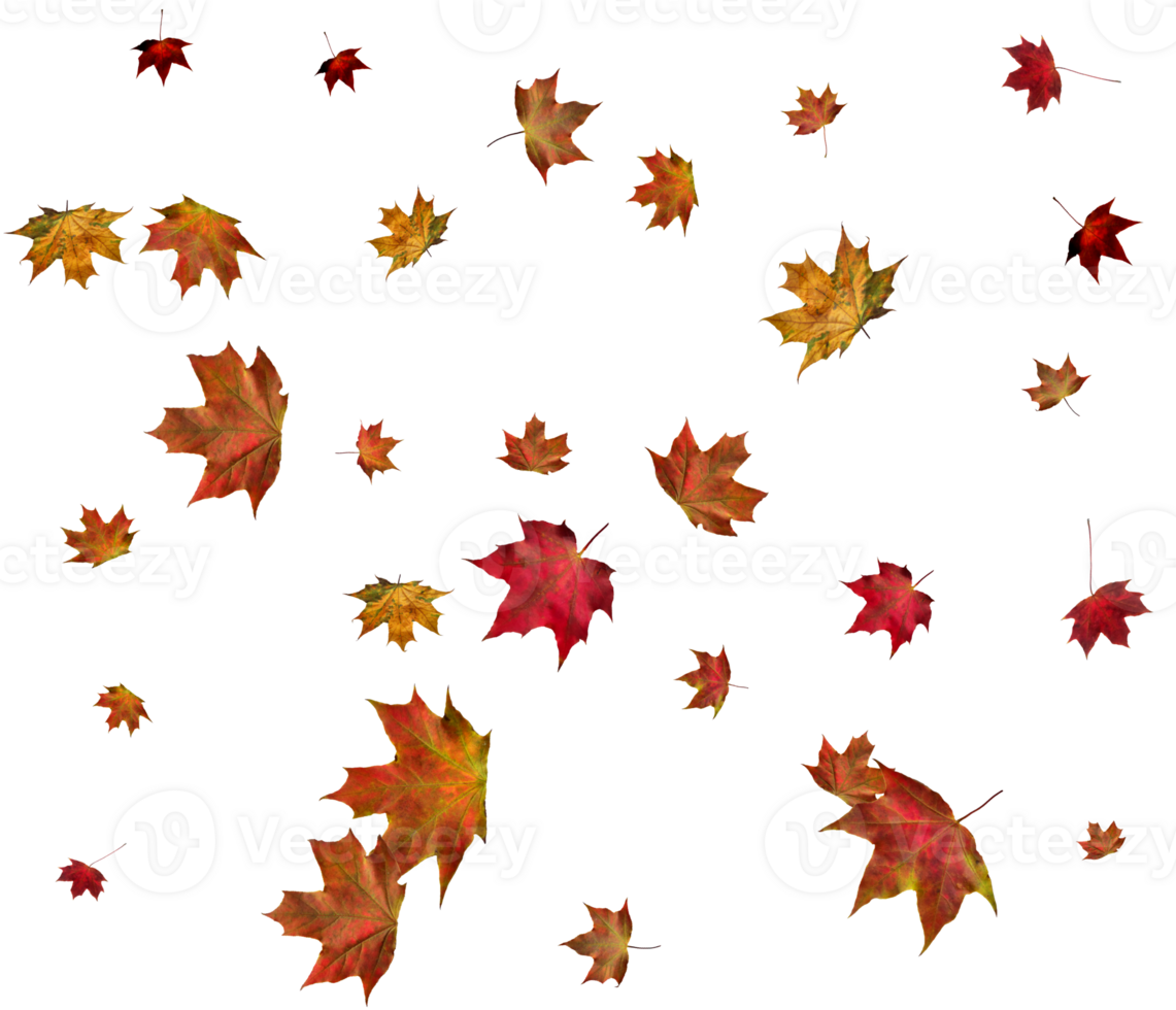 Backdrop with autumn maple leaves png
