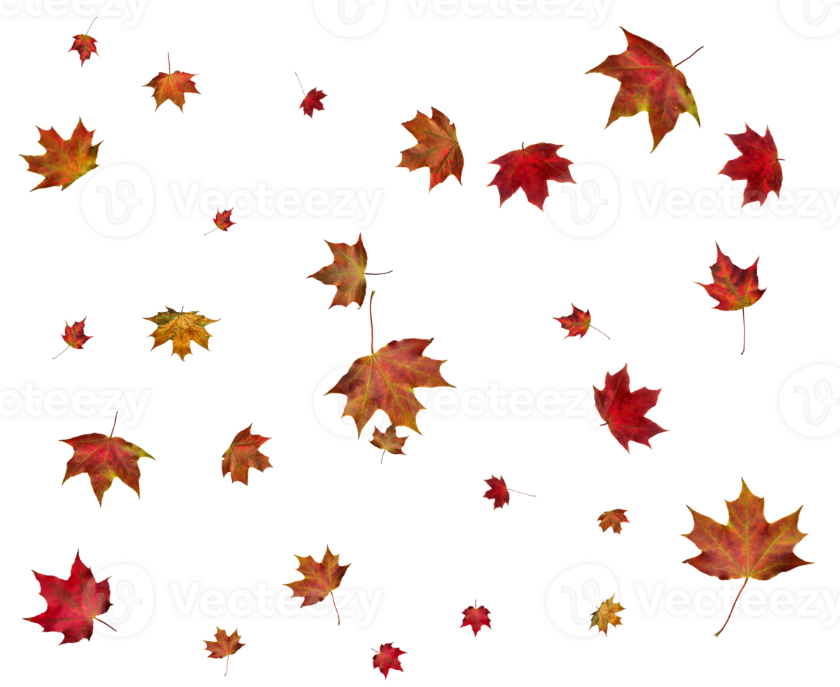 Background with autumn maple leaves. png