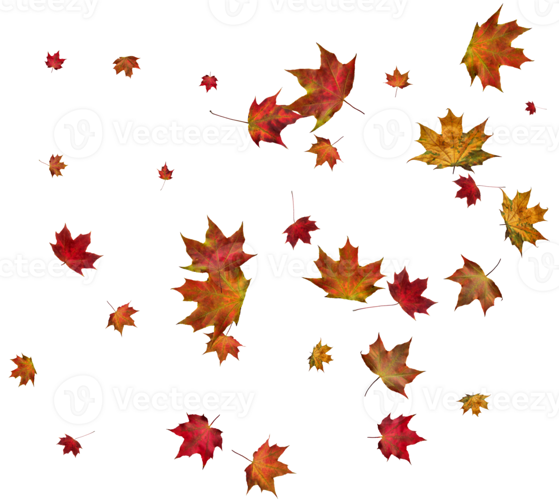 Background with autumn maple leaves. png