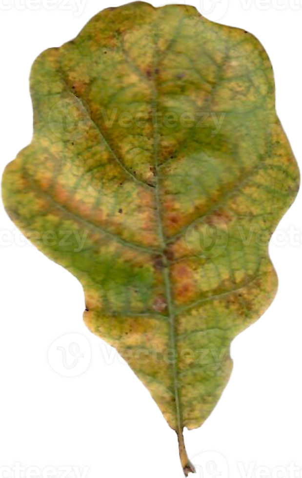 Autumn oak leaf. png