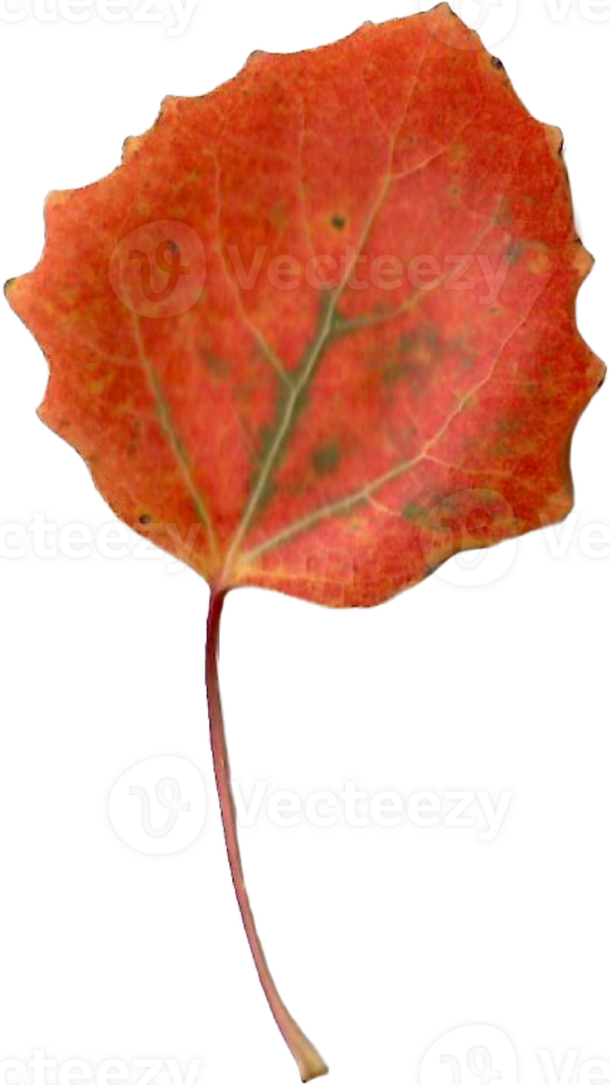 Autumn aspen leaf. png