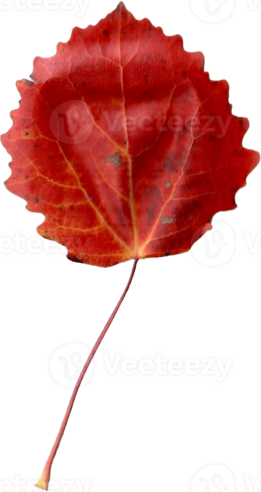Autumn aspen leaf. png