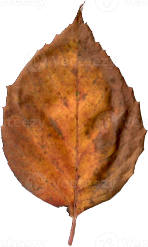 Beautiful autumn leaf. png
