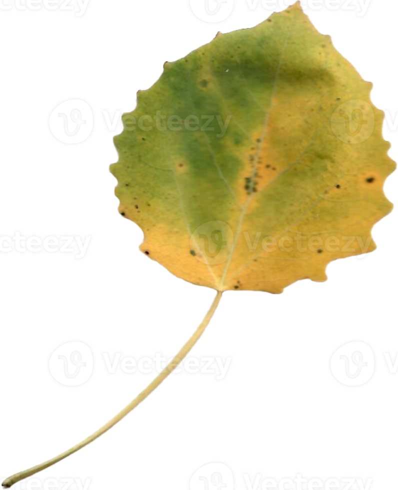 Autumn aspen leaf. png