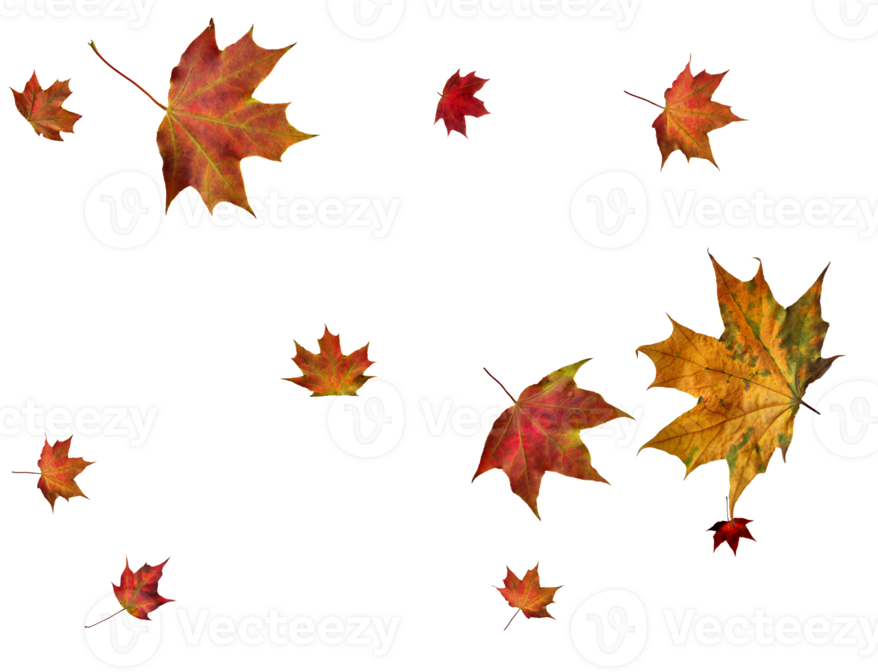 Backdrop with autumn maple leaves png