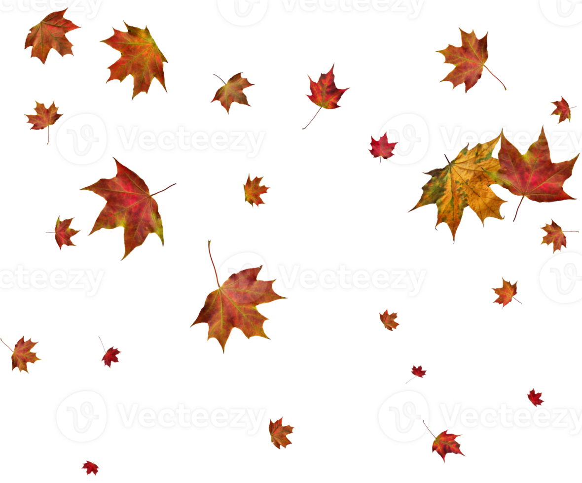 Background with autumn maple leaves. png