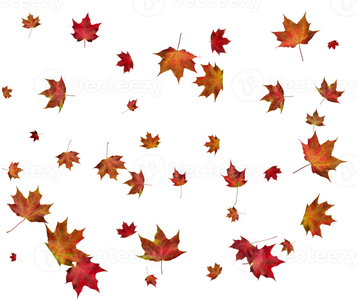Background with autumn maple leaves. png