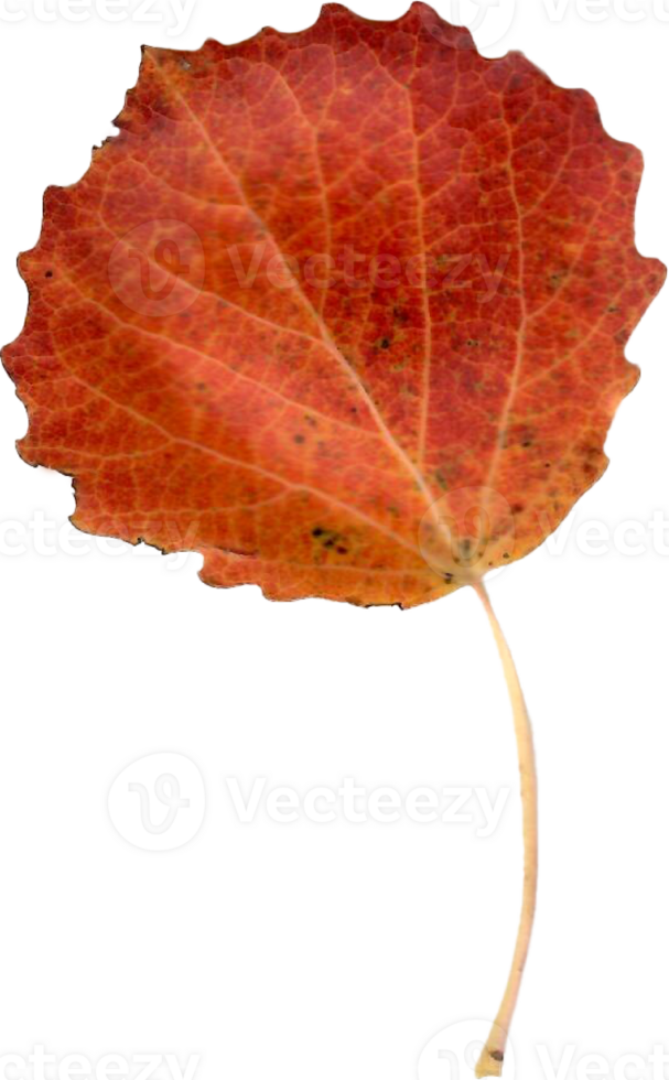 Autumn aspen leaf. png